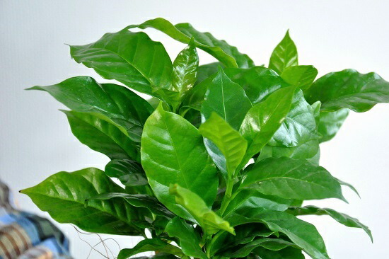 楽天市場】【お試し】 コーヒーの木 4号 白色 プラスチック鉢 鉢