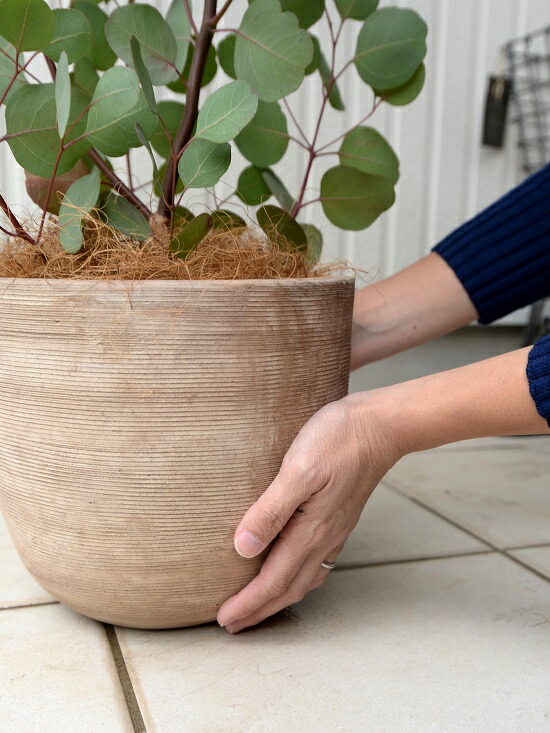 楽天市場】丸葉 ユーカリ （ポポラス） デザインの良い テラコッタ