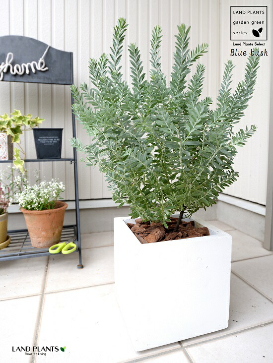 楽天市場】アカシア（ブルーブッシュ） 白色 キューブ型 陶器鉢 低木