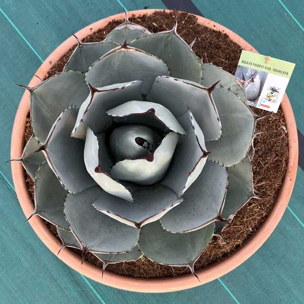 楽天市場】【送料無料】アガベ パリー トルンカータ トランカータ