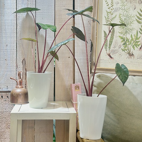 楽天市場】観葉植物 アロカシア ユカタンプリンセス 4号ロング白鉢