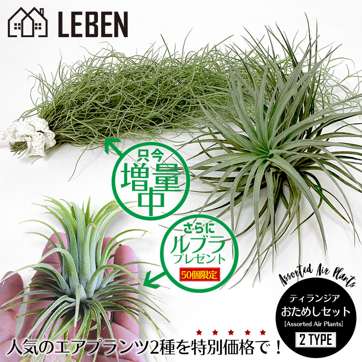 楽天市場】【1日は10%OFF！】☆予約☆50セット限定！ルブラ プレゼント