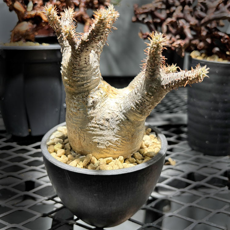 塊根植物 グラキリス」の人気商品一覧 | 安い商品を通販サイトから探す