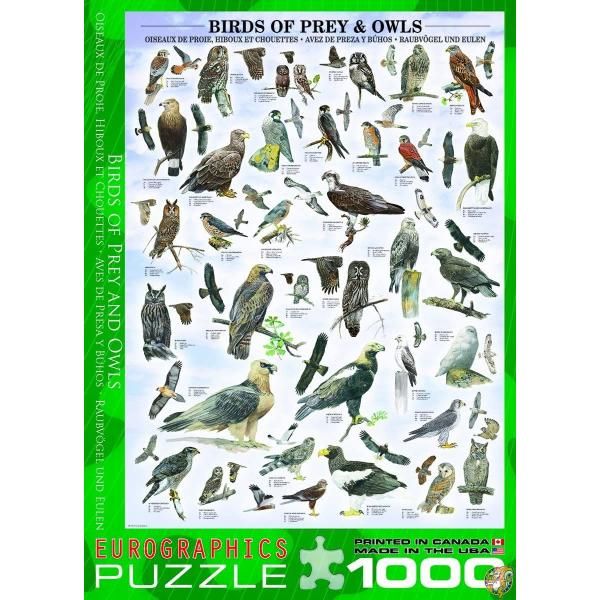 楽天市場】ジグソーパズル 1000ピース ユーログラフィックス 猛禽と