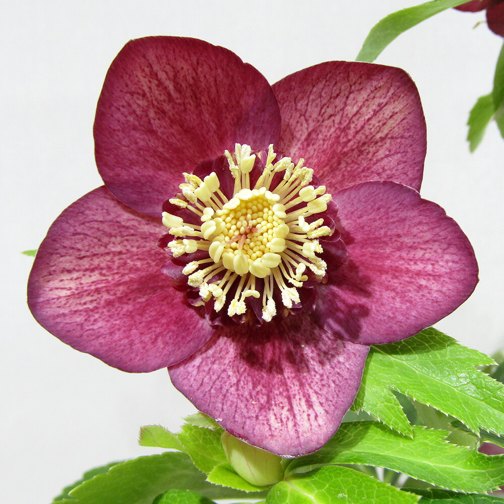 楽天市場】広瀬園芸 クリスマスローズの通販