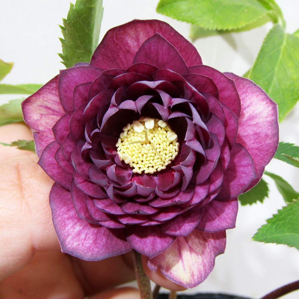 クリスマスローズ苗 クリスマスローズ 交配種 開花見込み株 6鉢価格