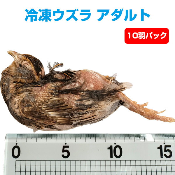 楽天市場】【冷凍】冷凍ウズラ アダルト 10羽（T2）【クール便発送