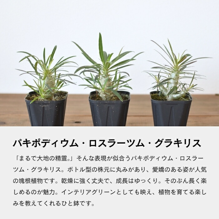 楽天市場】パキポディウム グラキリス ロスラーツム 塊根植物