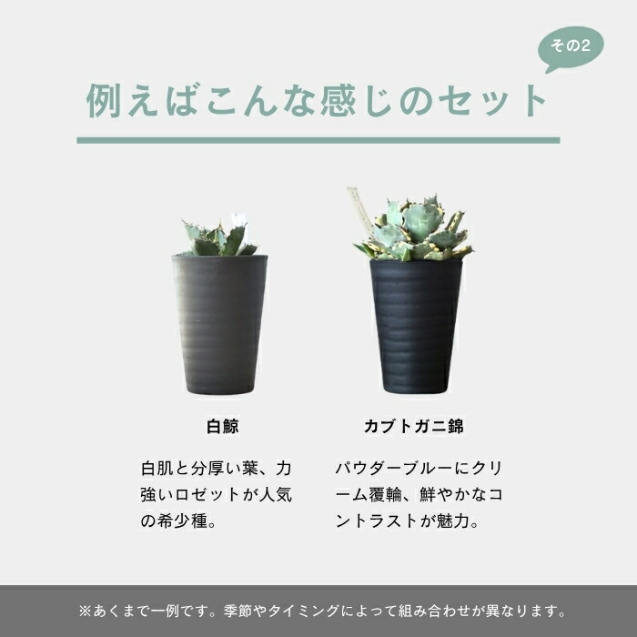 楽天市場】アガベ チタノタ おまかせ 人気品種 福袋 アソート 2種