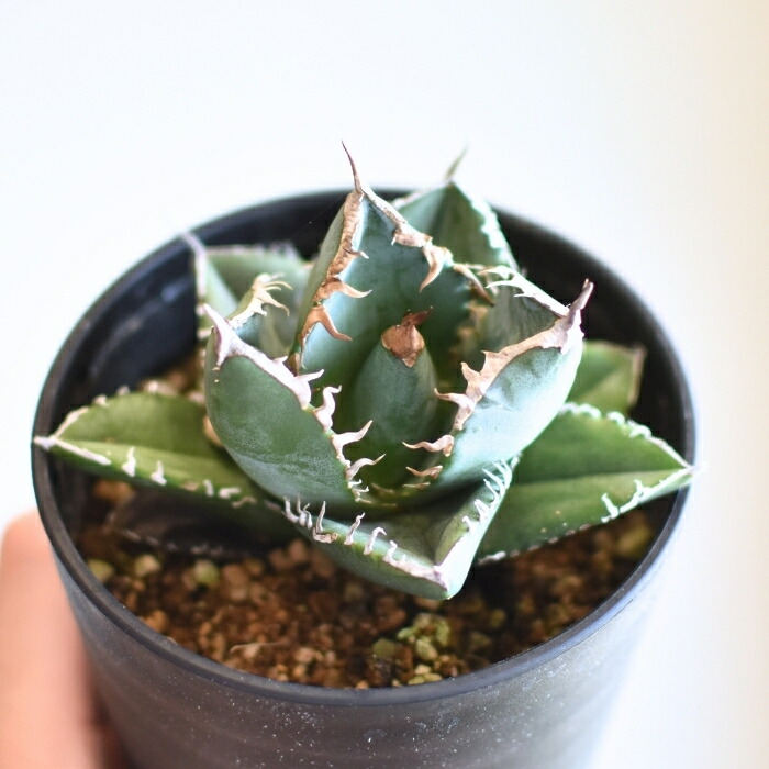 楽天市場】アガベ チタノタ 南アフリカダイヤモンド SAD 3.5号 希少 種