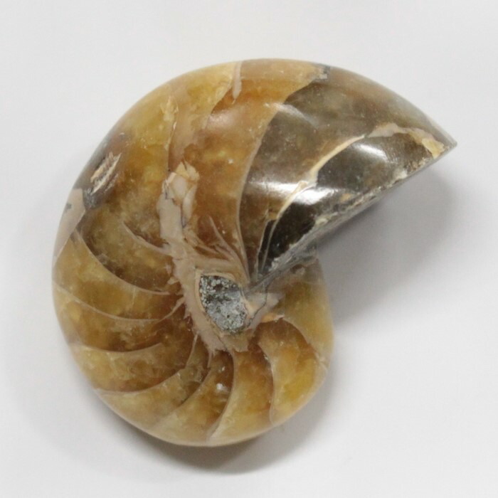 楽天市場】【生きた化石】オウムガイ 化石 オウムガイ オウム貝