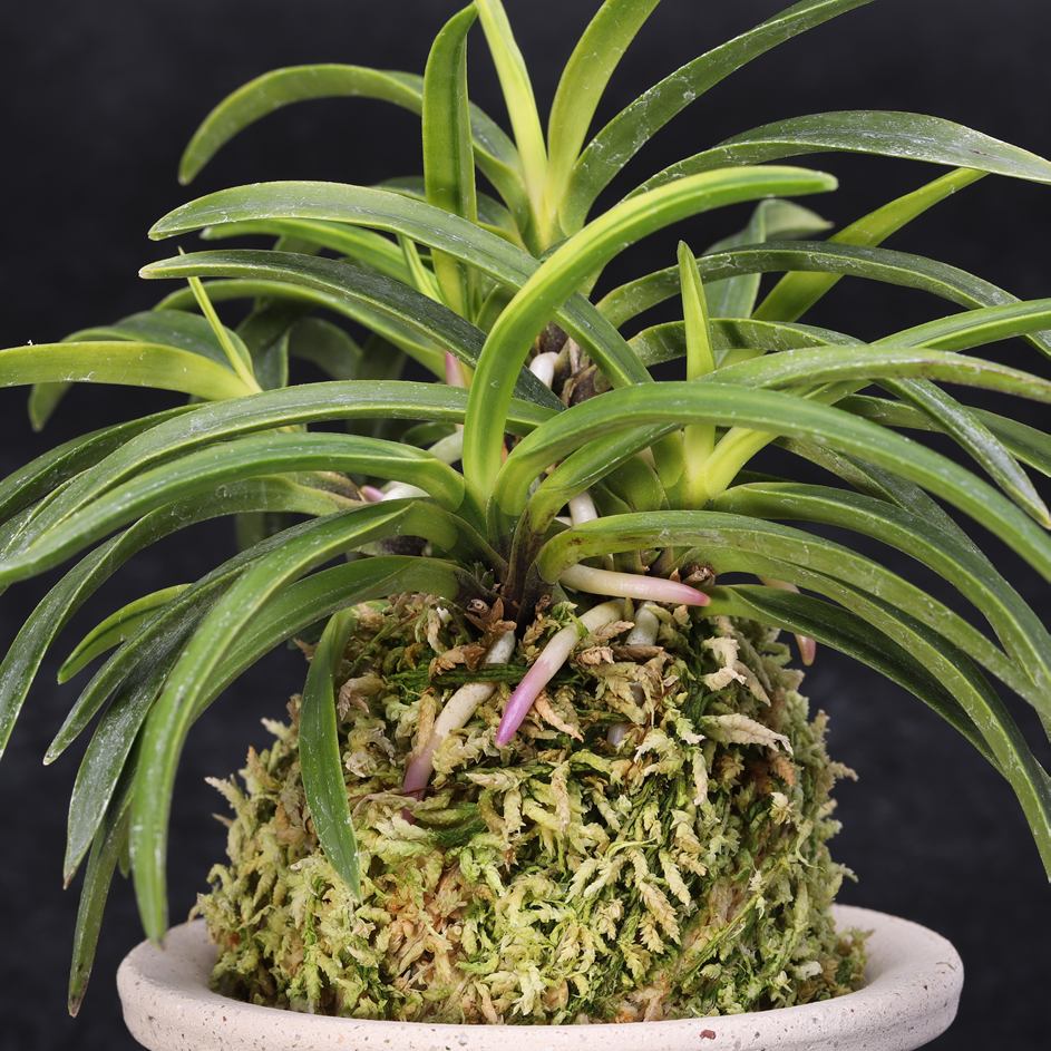 楽天市場】富貴蘭 貴牡丹 : フェニックスガーデン