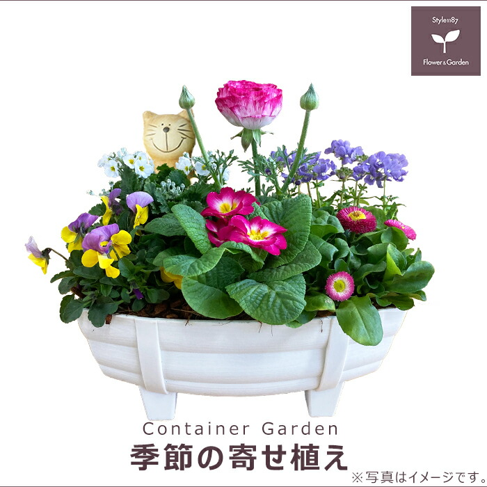 楽天市場】季節の寄せ植え 春 タル型鉢 白 ギフトにも最適な季節のお花