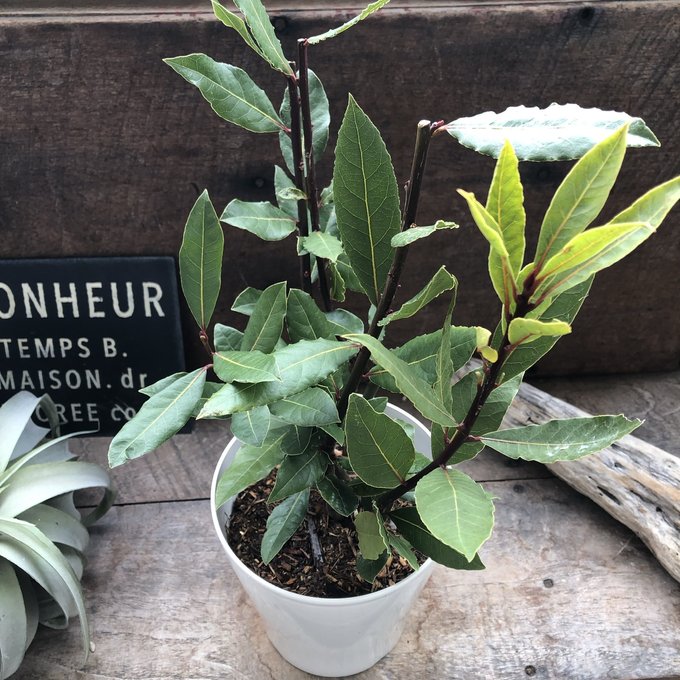 楽天市場】ユッカ アロイフォリア バリエガータ（斑入り） 5号ポット