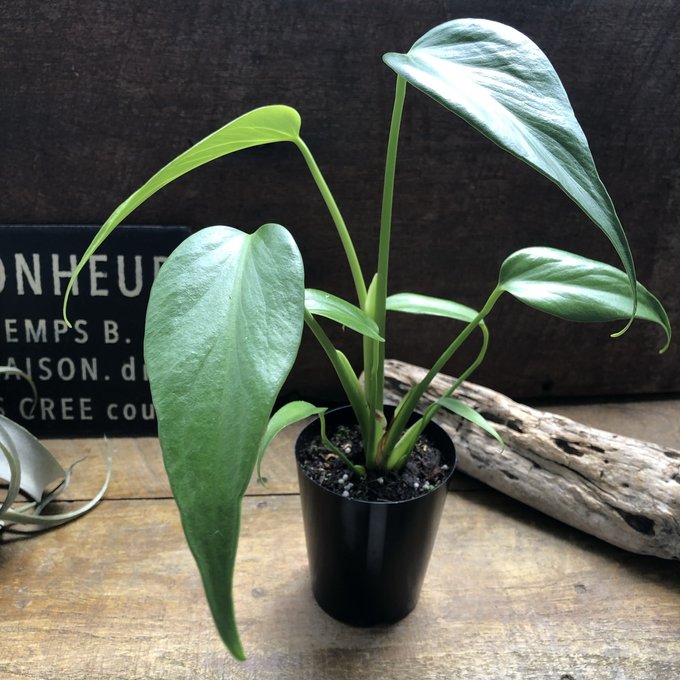 楽天市場】モンステラ 『バールマルクスフレーム』 希少品種 切れ込み