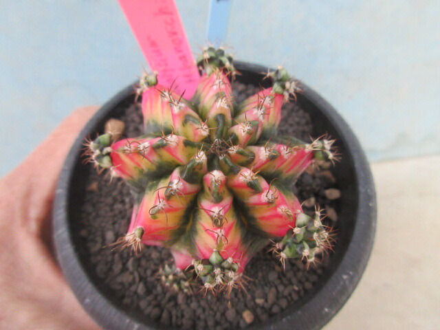 楽天市場】【送料無料】素心 日本クマガイソウ （1芽入り） : 片岡笑