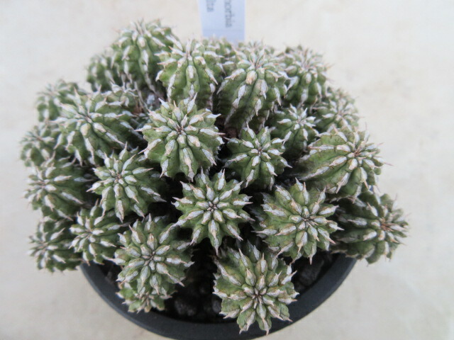 楽天市場】【送料無料】多肉植物 サボテン 観葉植物 ユーフォルビア