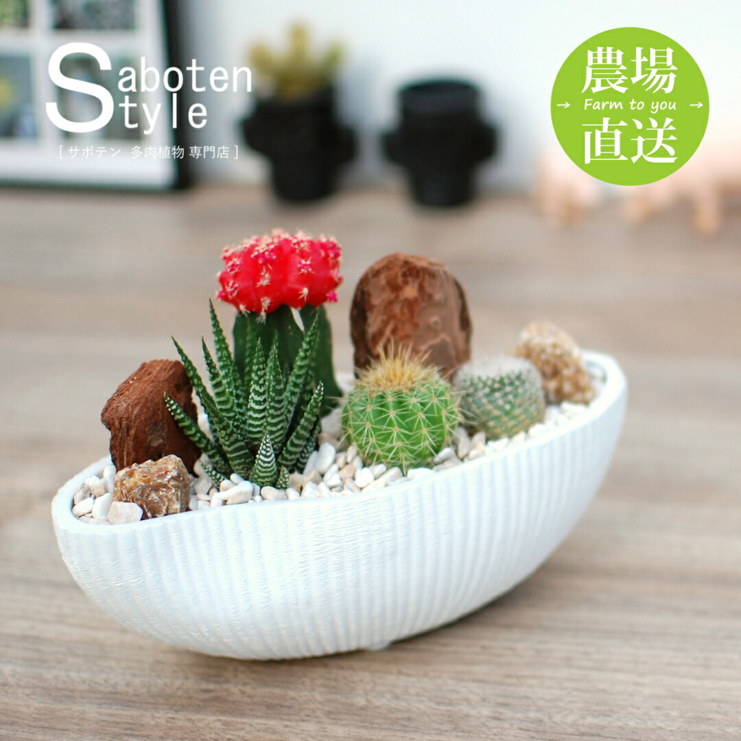 楽天市場】【緋牡丹入り 4種】サボテン寄せ植え 舟形POT S | 育て