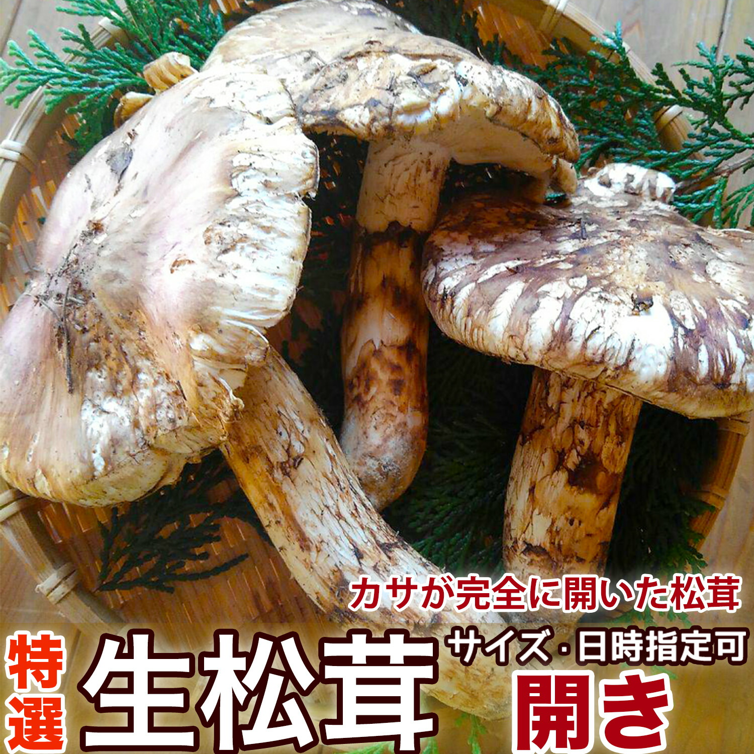 楽天市場】生松茸 ＜開き＞ 天然まつたけ・ひらきタイプ｜中国雲南産