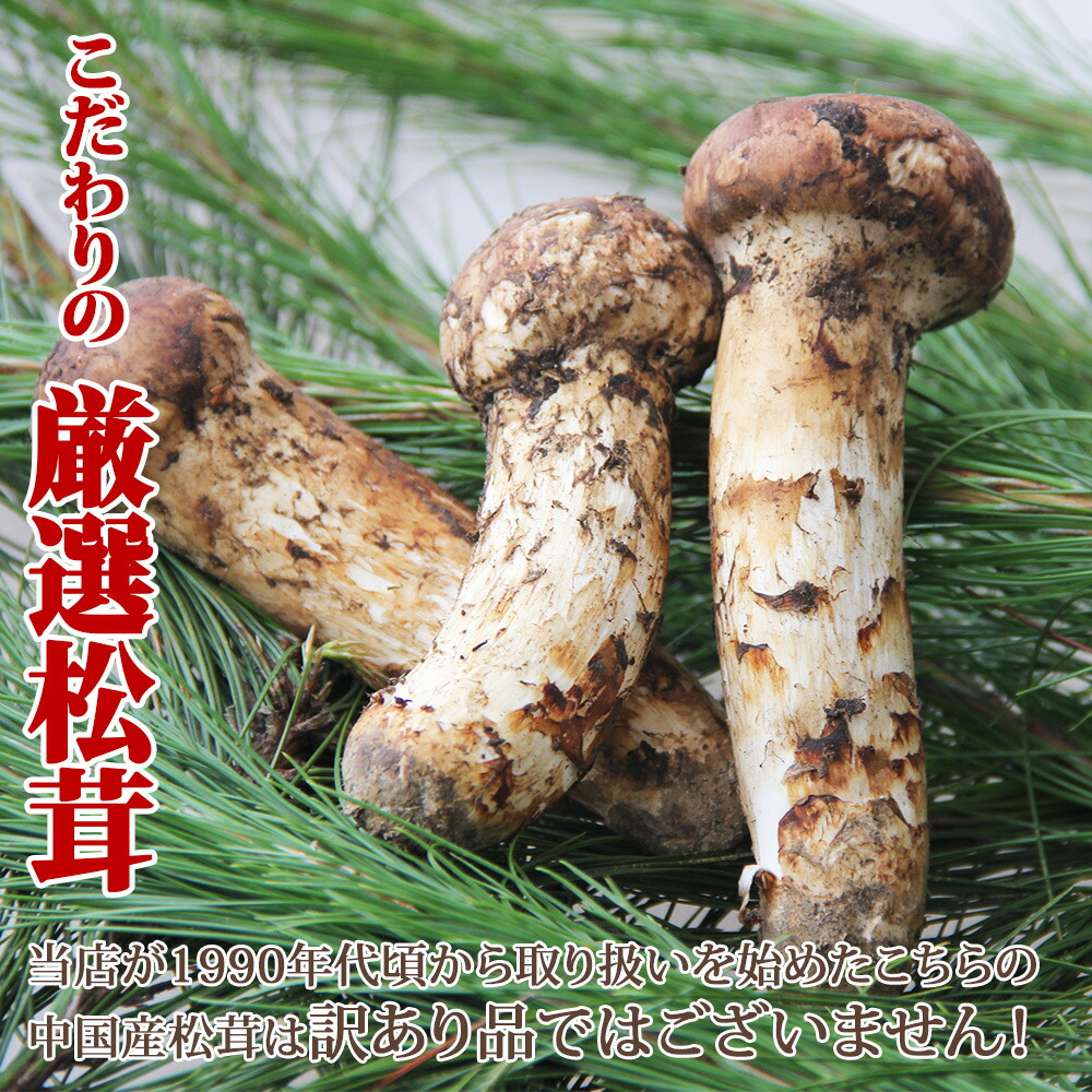 楽天市場】＼シーズン終了／ 中国産 松茸 生松茸 特選 250g / 500g