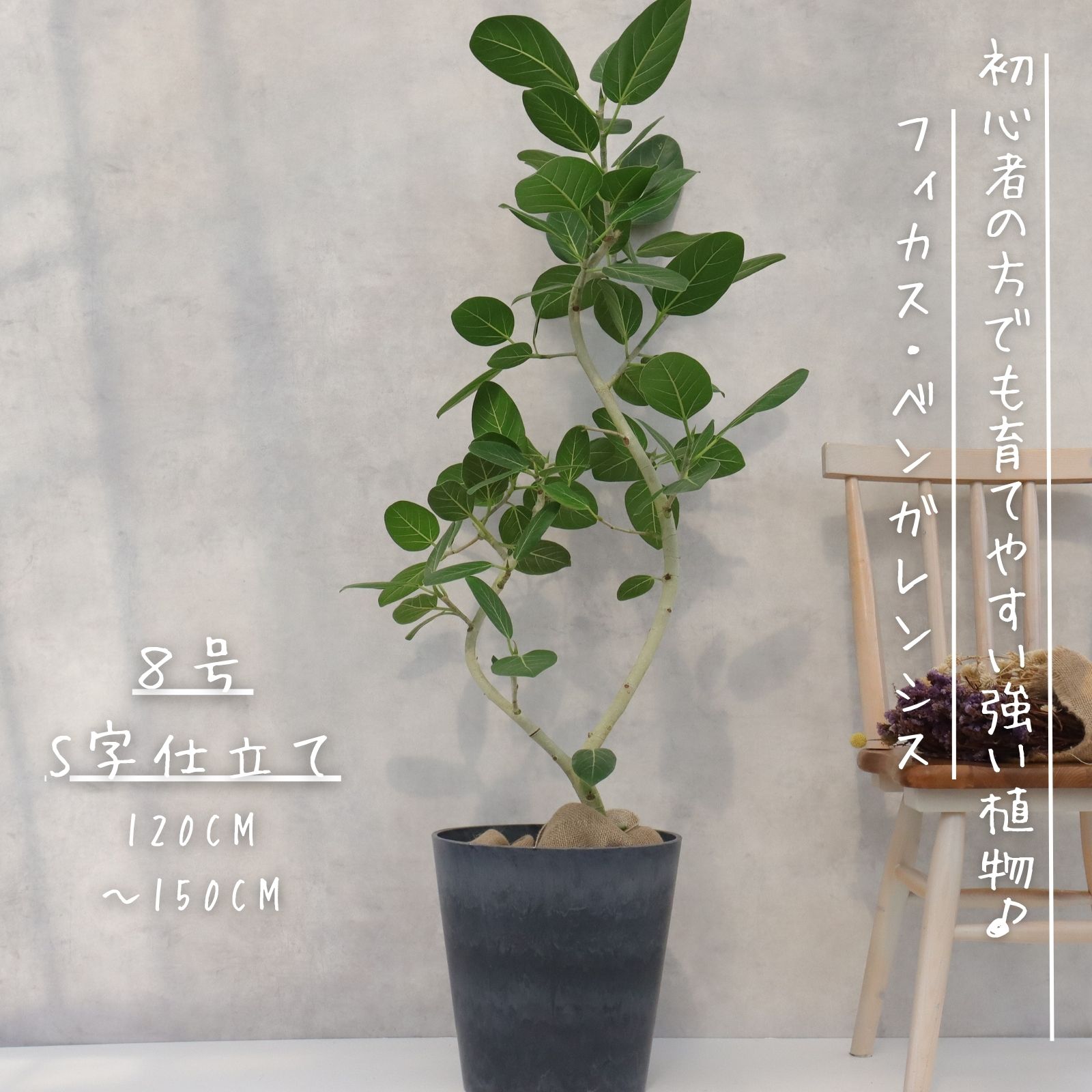 楽天市場】フィカス ベンガレンシス 曲がり S字 仕立て ゴムの木