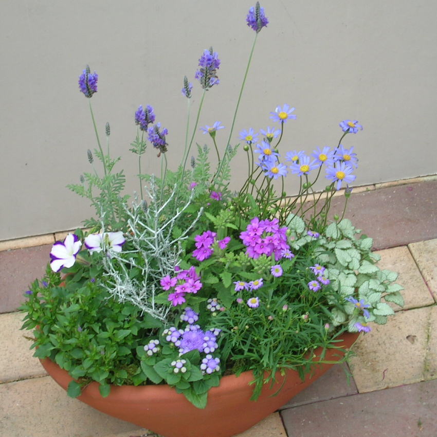 楽天市場】【爽やか寄せ植え】【青色コンテナ】一味ちがったテイストの