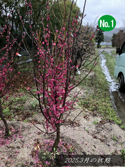 楽天市場】2025.1.21月現在 花芽付鹿児島紅梅/梅の木/梅（樹高：1.6m