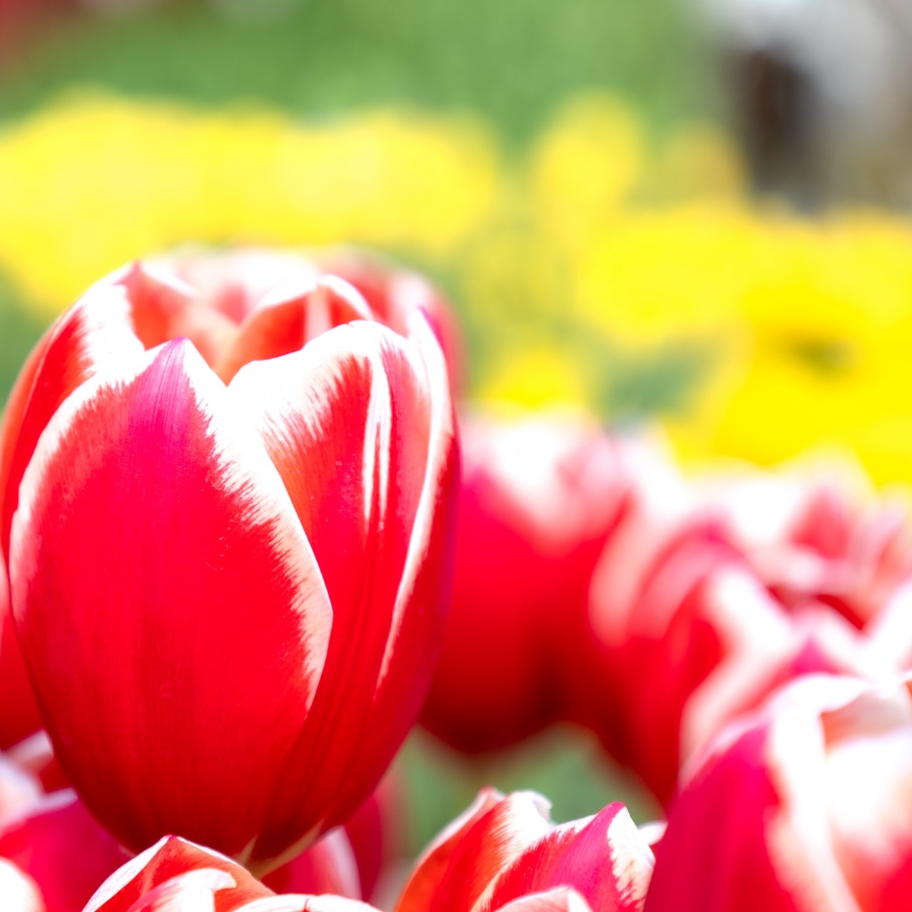 楽天市場】チューリップ 球根 おまかせミックスも 可愛いお花 安心の