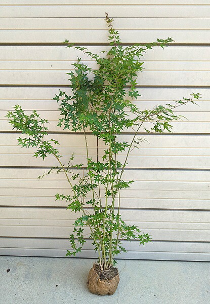 楽天市場】【イロハモミジ】樹高1.5m前後 株立ち状根巻き苗