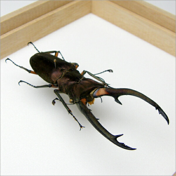 楽天市場】昆虫標本 エラフスホソアカクワガタ 桐箱20.5×15.5cm : ソプラノ