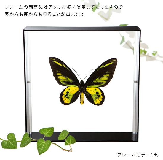 楽天市場】昆虫標本 蝶の標本 ロスチャイルドトリバネアゲハ アクリル