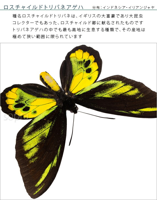 楽天市場】昆虫標本 蝶の標本 ロスチャイルドトリバネアゲハ アクリル