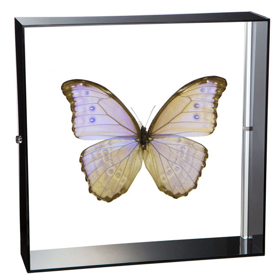 楽天市場】昆虫標本 蝶の標本 ゴダルティモルフォ ボリビア産 アクリル