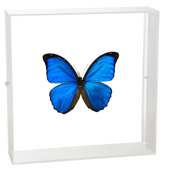 モルフォ・ディディウス（オス、ペルー産） Amazon.co.jp: 蝶の標本