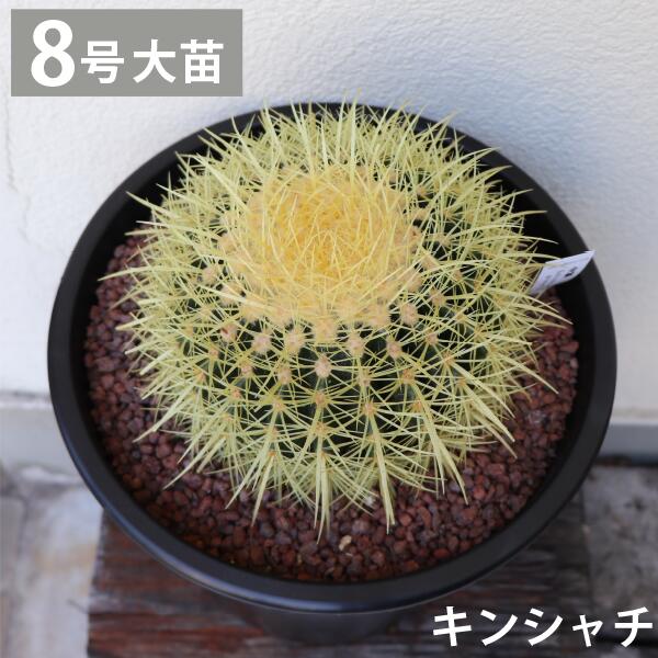 楽天市場】キンシャチ 金シャチ 金鯱 サボテン 8号 大苗 新築祝い 大型