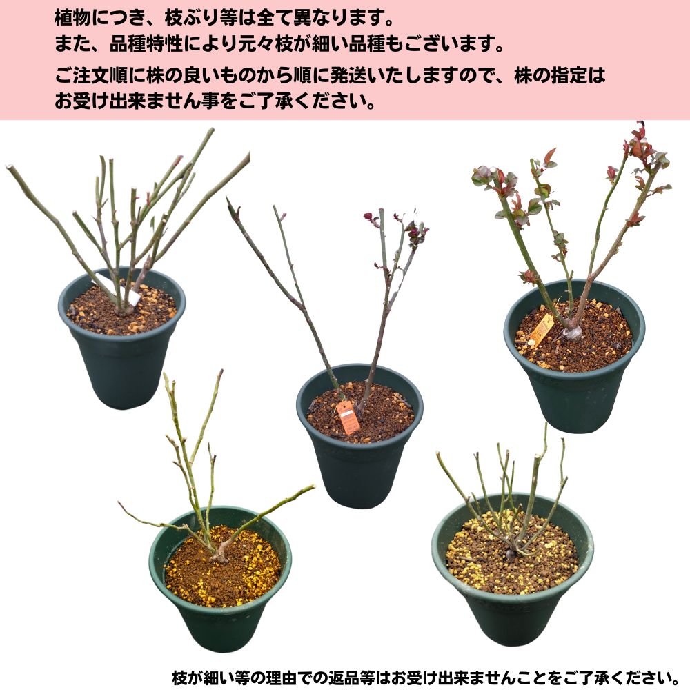 楽天市場】＼当店オリジナル8号鉢仕様／ バラ苗 令の風（れいのかぜ