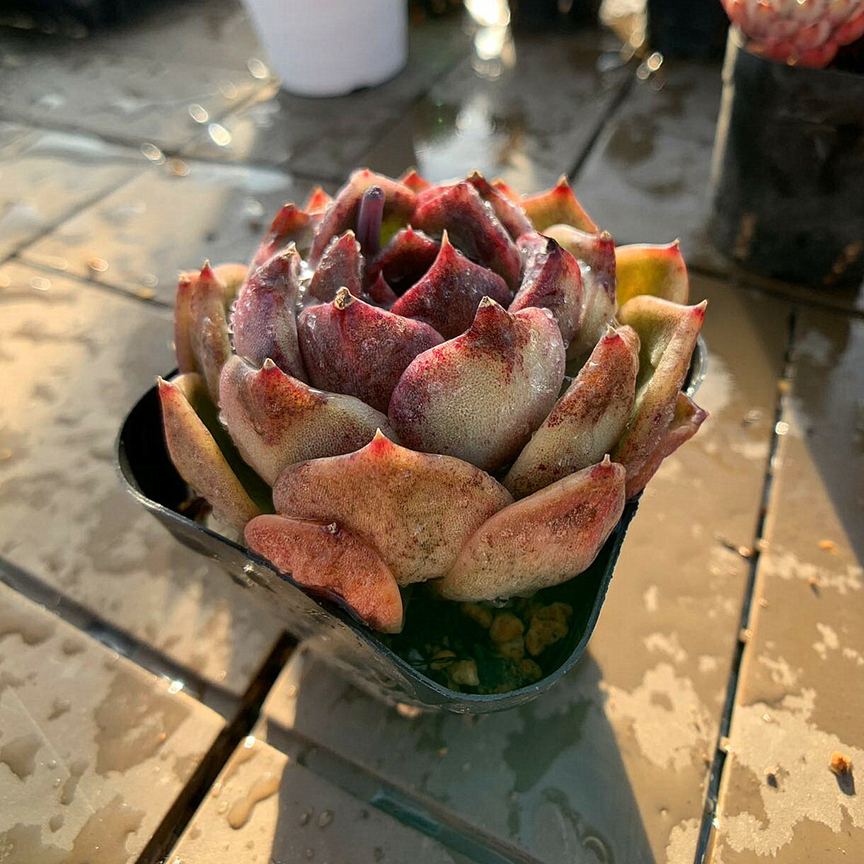 楽天市場】農園直売 多肉植物 寄せ植え エケベリア属 ローズアメジスト