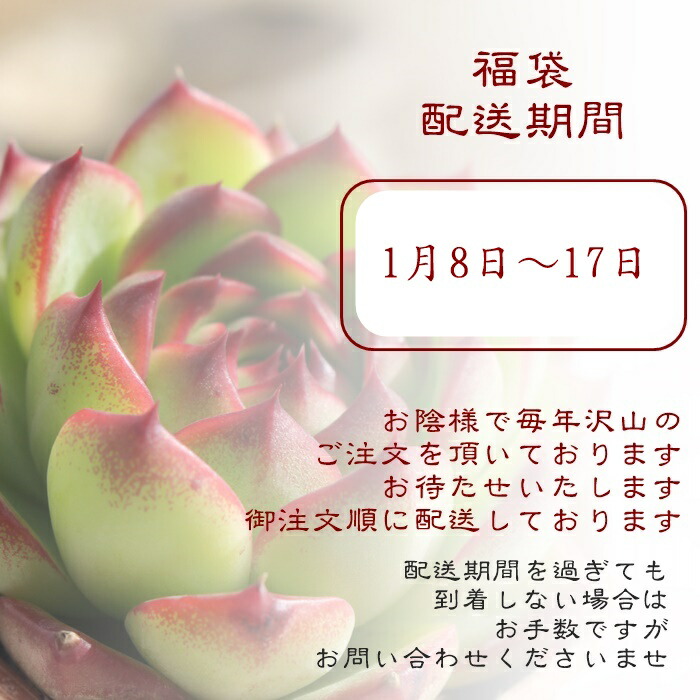 楽天市場】2026 多肉植物 5万円 福袋 90種 多肉植物 送料無料