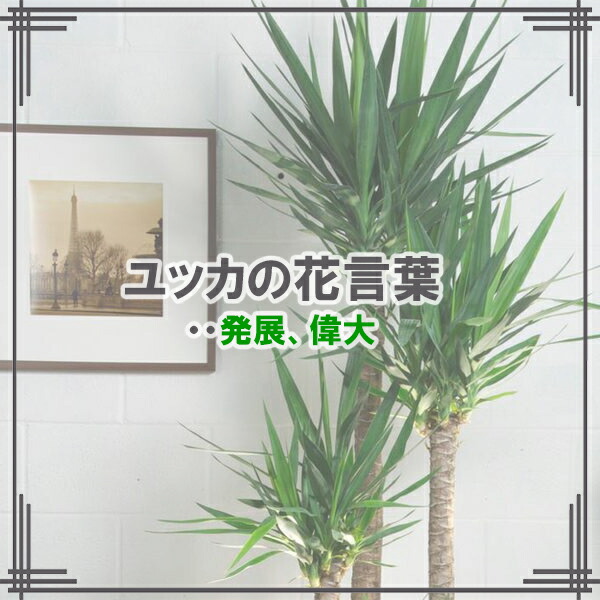 楽天市場】観葉植物 大型 ユッカ エレファンティペス 10号 青年の樹