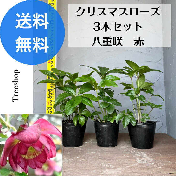 楽天市場】クリスマスローズ お買い得 セットの通販