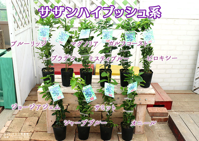 楽天市場】ブルーベリー 『 サザンハイブッシュ系 』 （ 2年生 ） 3.5