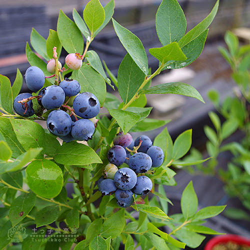 楽天市場】ブルーベリー （ 5年生 ） 7号ポット苗木 大苗 【 選べる