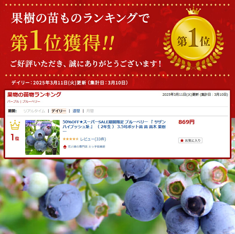 楽天市場】ブルーベリー 『 サザンハイブッシュ系 』 （ 2年生 ） 3.5