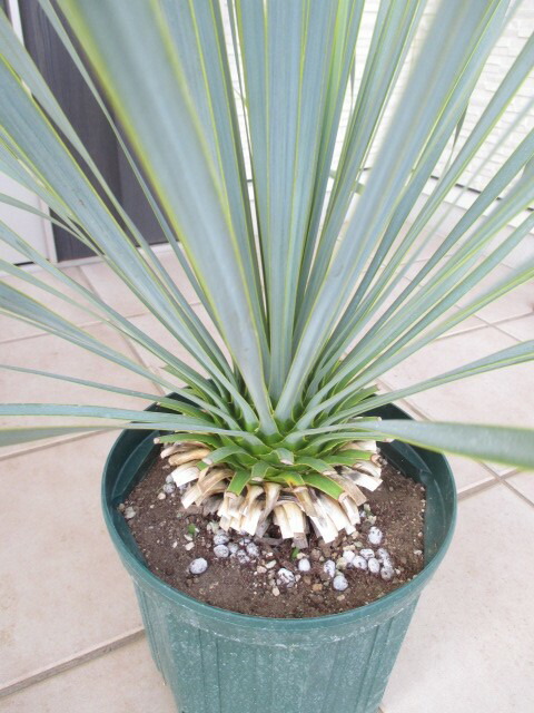 楽天市場】ユッカ ロストラータ（小株） : 打出農園