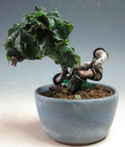 楽天市場】盆栽 竜神蔦/リュウジンヅタのミニ盆栽【現品】 : 山野草と