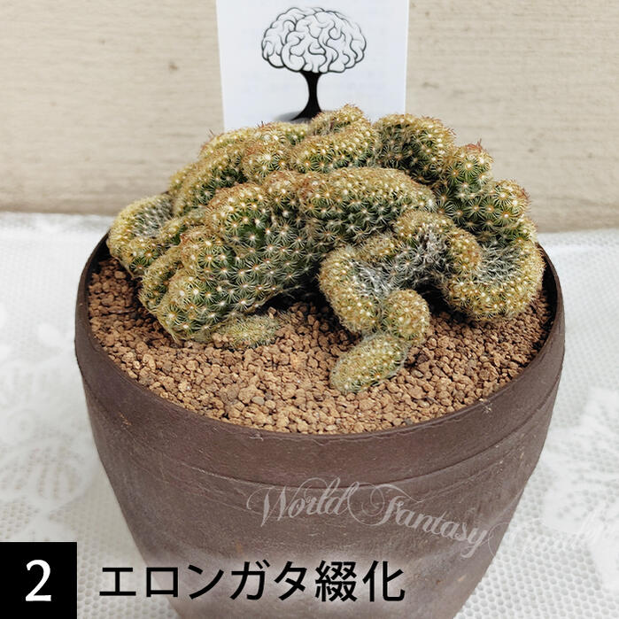 楽天市場】綴化（サイズ（植木鉢）～ 3号）（観葉植物｜花・観葉植物