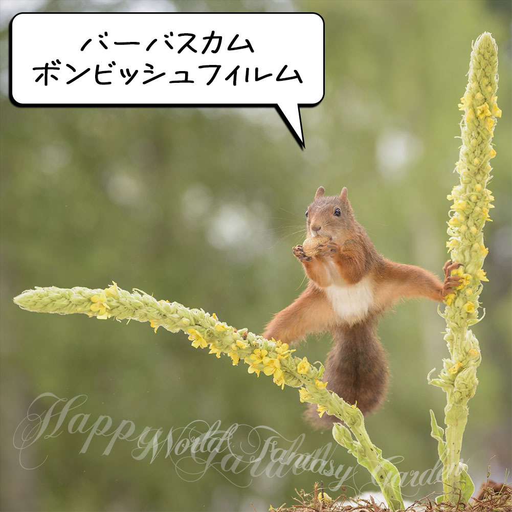 楽天市場】花苗 春 バーバスカム ボンビッシュフィルム ポーラーサマー