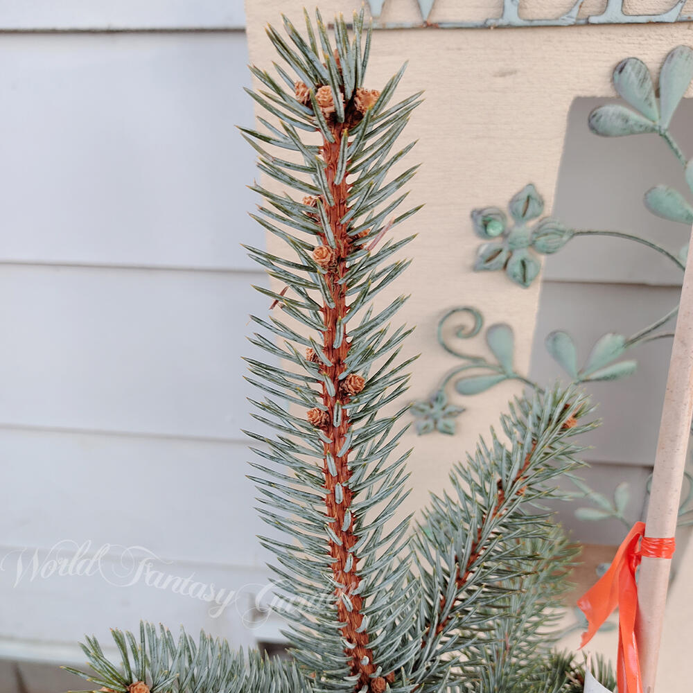 楽天市場】植木 モミの木 ピセアプンゲンス コロラドトウヒ ホプシー 8