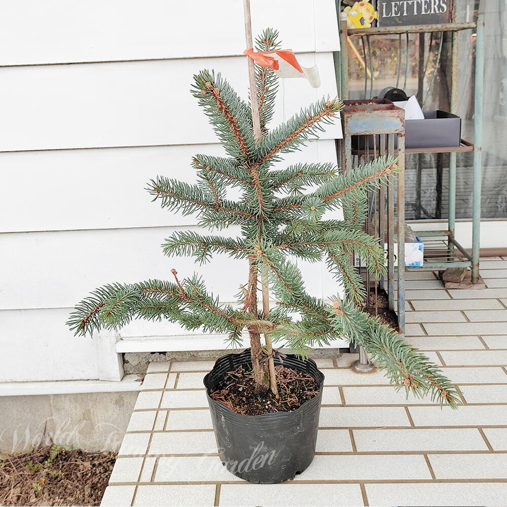 楽天市場】植木 モミの木 ピセアプンゲンス コロラドトウヒ ホプシー 8