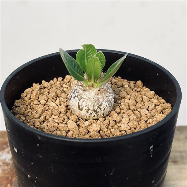 楽天市場】コーデックス：パキポディウム 恵比寿笑い 実生 M*塊根幅